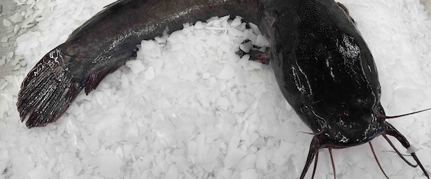 Sumeček africký - celá ryba - vykuchaná (cca 1,3 kg)